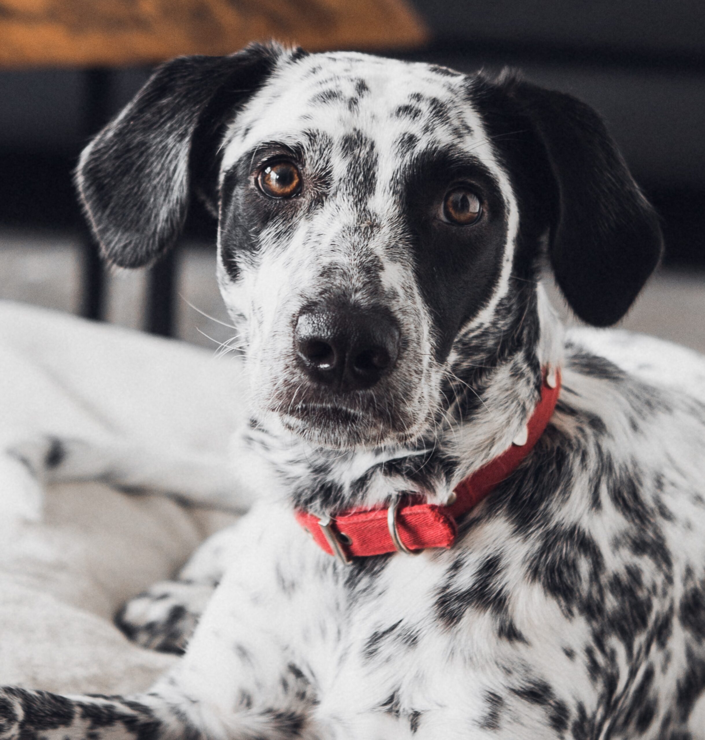 Take Care Of Dalmatians Coat Grooming Camp