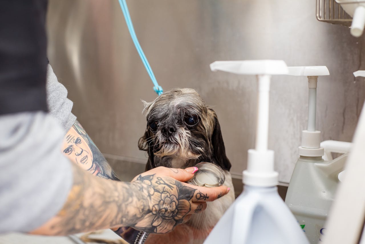 Pet Grooming Camp Essentials: Storing Equipment Safely with Self Storage in Surrey